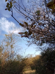 Guettarda uruguensis