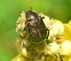 Gnorimus nobilis