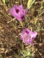 Clarkia williamsonii
