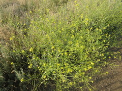 Brassica elongata