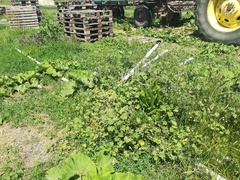 Trigonella procumbens