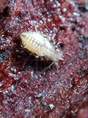 Pteroxanium kelloggi