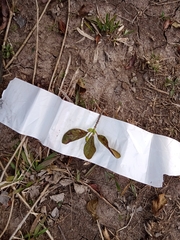 Guettarda uruguensis