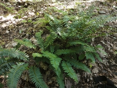 Polystichum acrostichoides