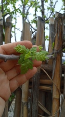 Bursera glabrifolia