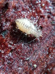 Pteroxanium kelloggi