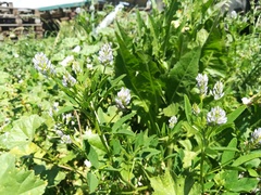 Trigonella procumbens
