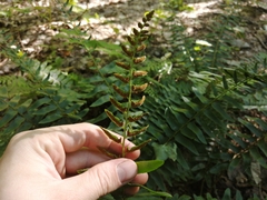 Polystichum acrostichoides