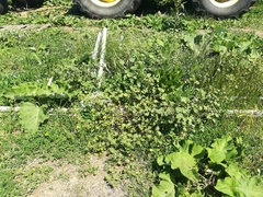 Trigonella procumbens