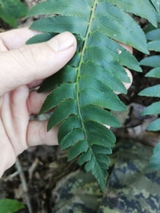 Polystichum acrostichoides