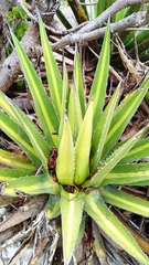 Agave convallis