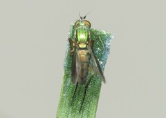 Poecilobothrus nobilitatus