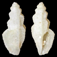 Eucithara