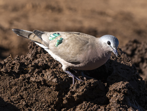 Emerald-spotted Wood-Dove
