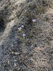 Gilia capitata capitata