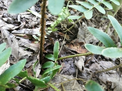 Polystichum acrostichoides