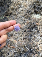 Gilia capitata capitata