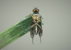 Poecilobothrus nobilitatus