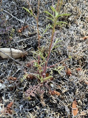 Gilia capitata capitata