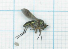 Poecilobothrus nobilitatus