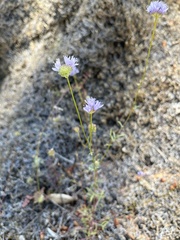 Gilia capitata capitata