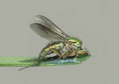 Poecilobothrus nobilitatus