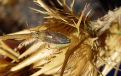 Maccevethus corsicus