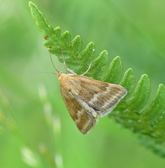 Pyrausta aerealis
