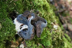 Gyromitra sphaerospora