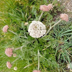 Daucus carota gummifer