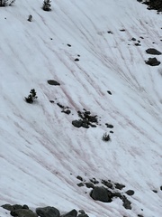 Chlamydomonas nivalis