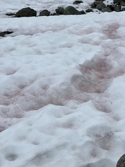 Chlamydomonas nivalis