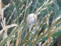 Monacha cartusiana