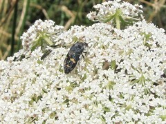 Acmaeoderella flavofasciata