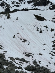 Chlamydomonas nivalis