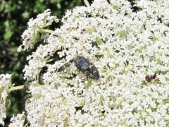 Acmaeoderella flavofasciata