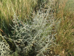 Artemisia nitrosa