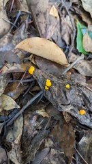 Dicephalospora rufocornea