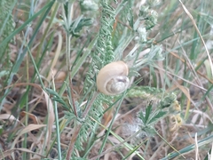 Monacha cartusiana