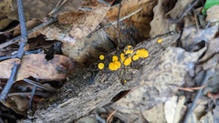 Dicephalospora rufocornea