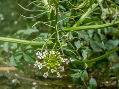 Nasturtium microphyllum