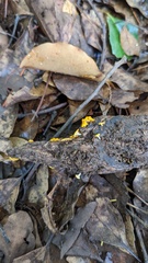 Dicephalospora rufocornea