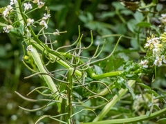 Nasturtium microphyllum