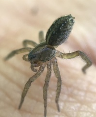 Lycosoides coarctata