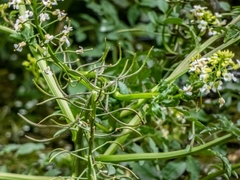 Nasturtium microphyllum