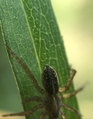 Lycosoides coarctata