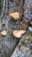 Cryptoporus volvatus