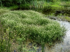 Nasturtium microphyllum