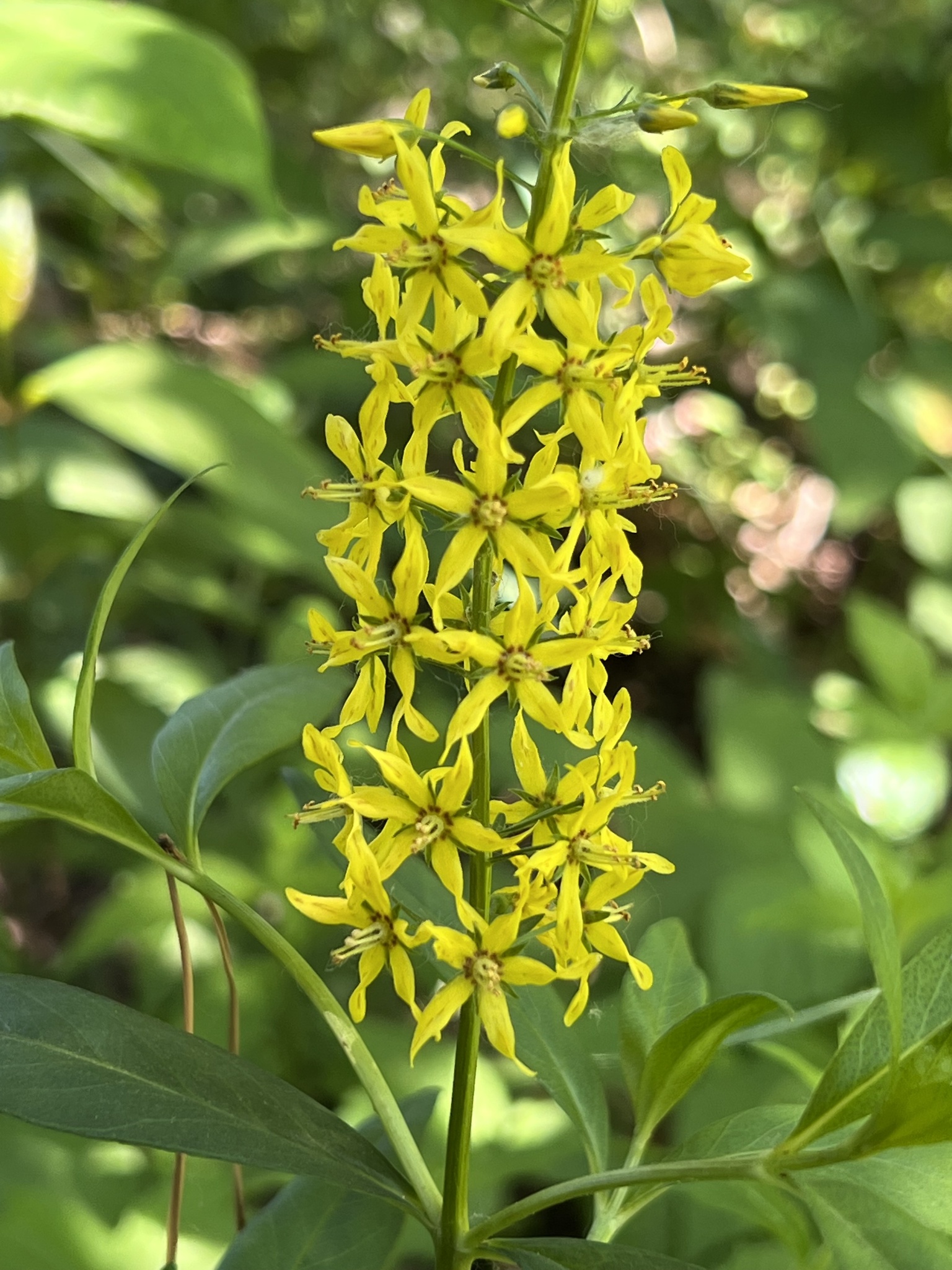 Lysimachia terrestris