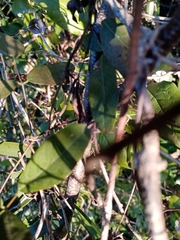 Camptosema rubicundum